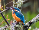 Kingfisher - Zimorodek